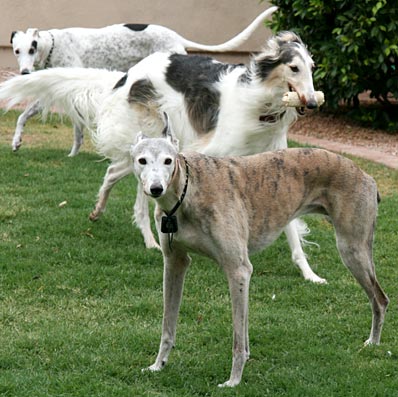 Black White Greyhound