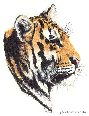 Avatar Tiger